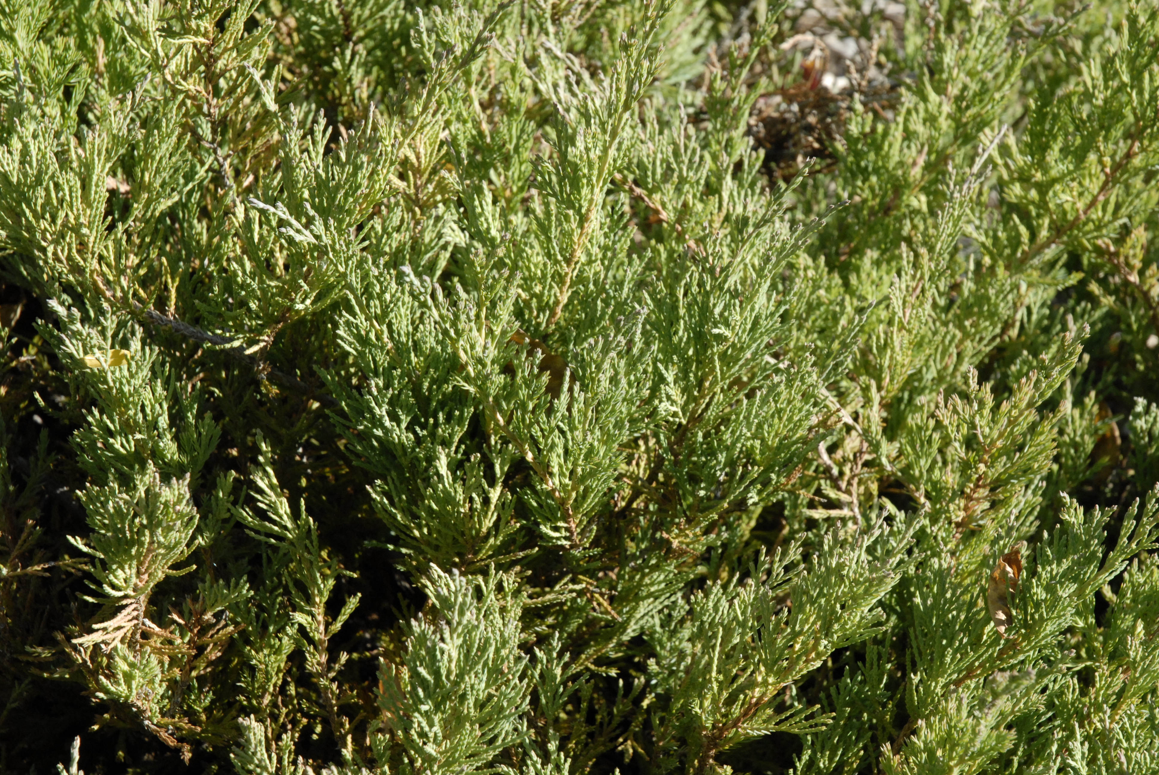 Arcadia Juniper